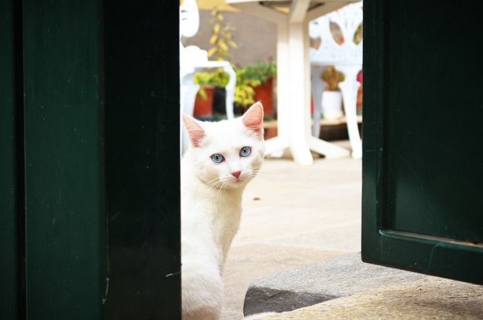 Detail Arti Kucing Mengeong Di Depan Rumah Nomer 38