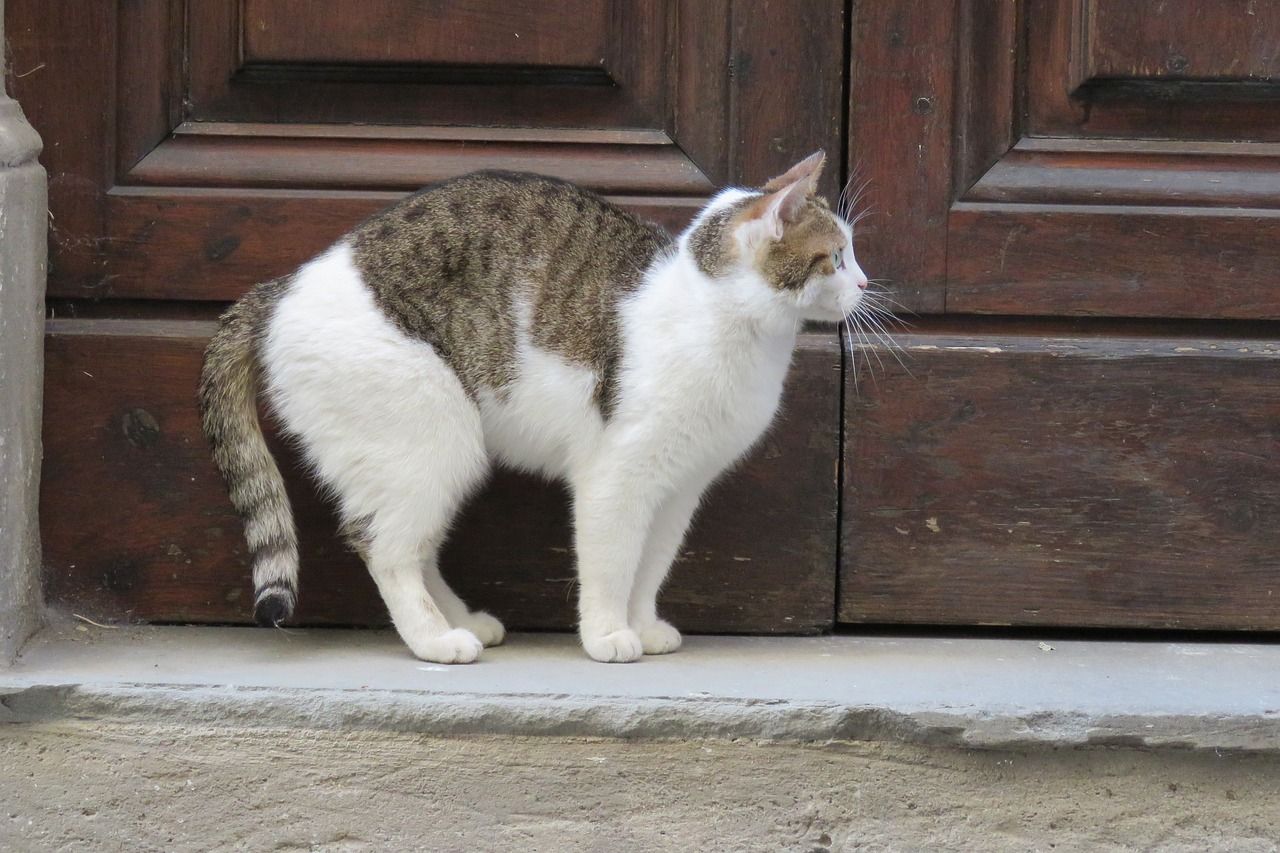 Detail Arti Kucing Mengeong Di Depan Rumah Nomer 49