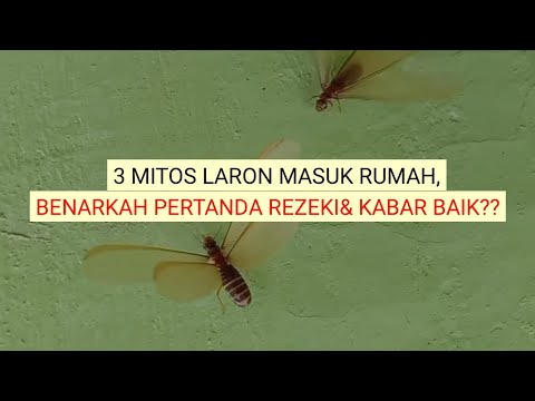 Detail Arti Rumah Didatangi Banyak Laron Nomer 43