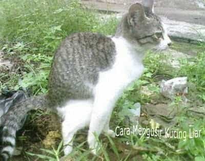 Detail Arti Rumah Sering Diberakin Kucing Nomer 20