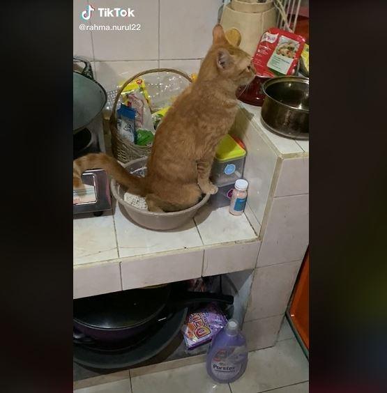 Detail Arti Rumah Sering Diberakin Kucing Nomer 28