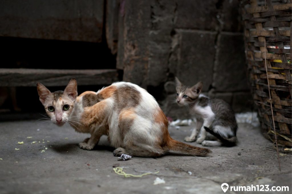 Detail Arti Rumah Sering Diberakin Kucing Nomer 41