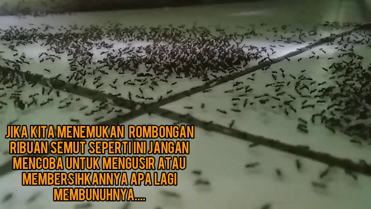 Arti Semut Hitam Banyak Di Rumah - KibrisPDR