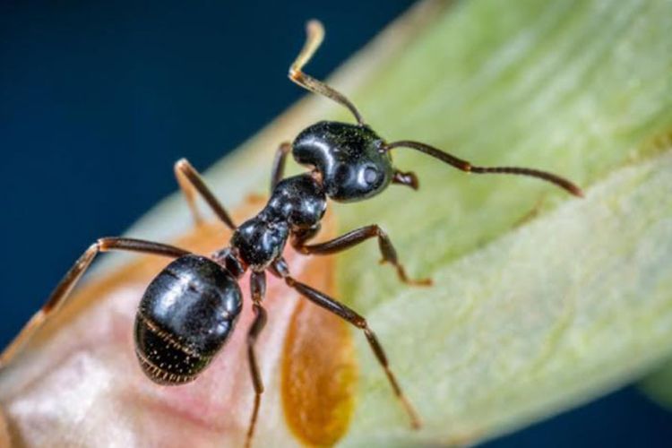 Detail Arti Semut Hitam Banyak Di Rumah Nomer 21