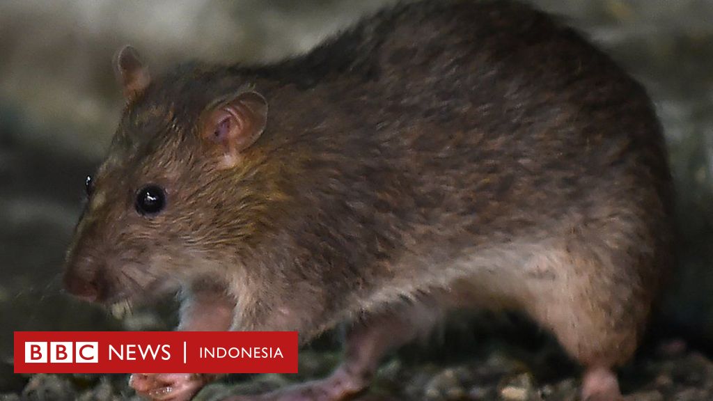 Detail Arti Tikus Masuk Rumah Malam Hari Nomer 18