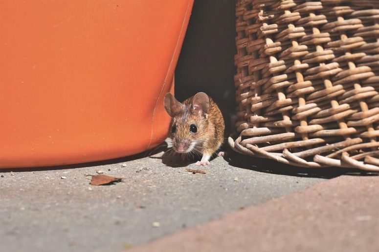 Detail Arti Tikus Masuk Rumah Malam Hari Nomer 19