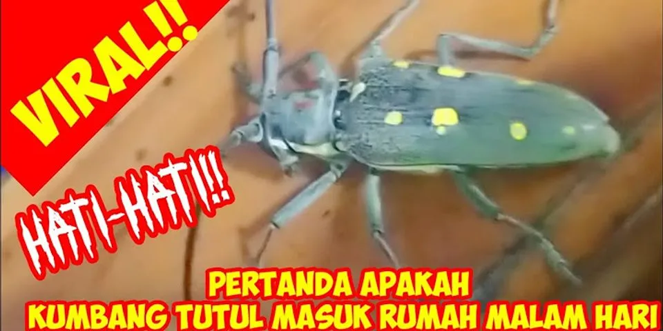 Detail Arti Tikus Masuk Rumah Malam Hari Nomer 31