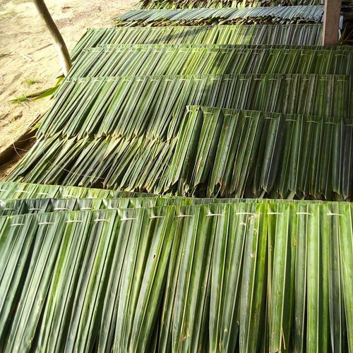 Detail Atap Rumah Dari Daun Kelapa Nomer 30