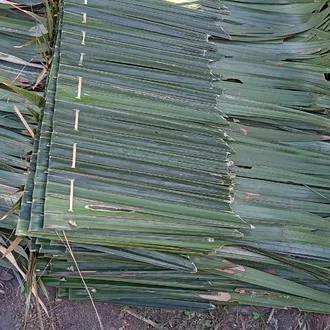 Detail Atap Rumah Dari Daun Kelapa Nomer 46