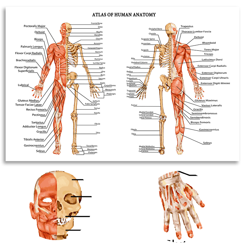 Detail Atlas Anatomi Manusia Nomer 10