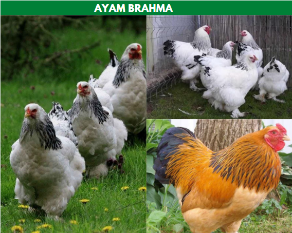 Detail Ayam Brahma Adalah Nomer 13
