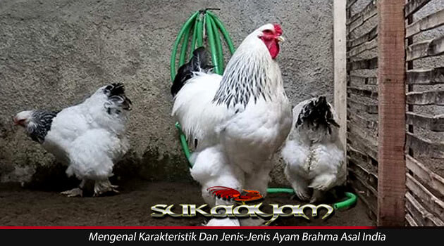 Detail Ayam Brahma Adalah Nomer 23