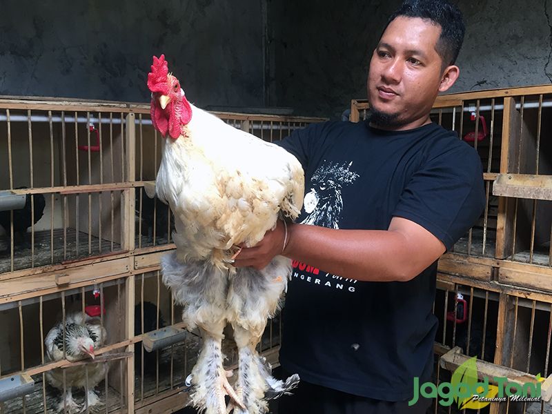 Detail Ayam Brahma Adalah Nomer 39