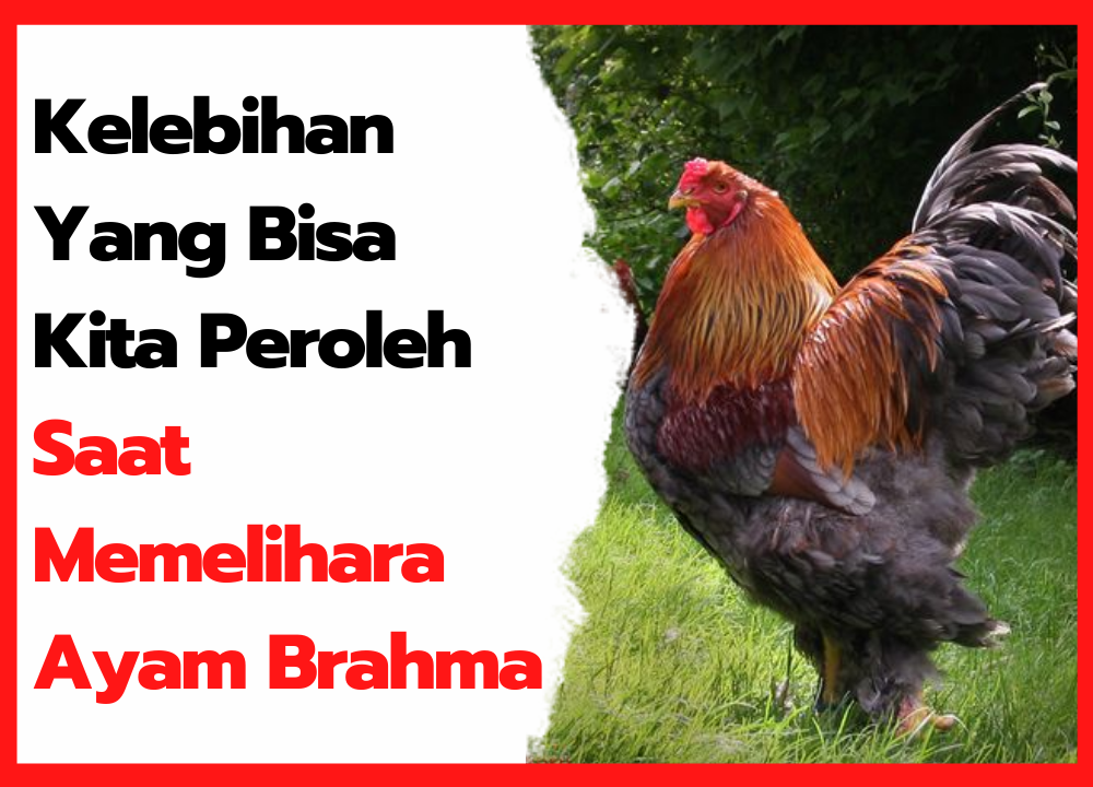 Detail Ayam Brahma Adalah Nomer 40