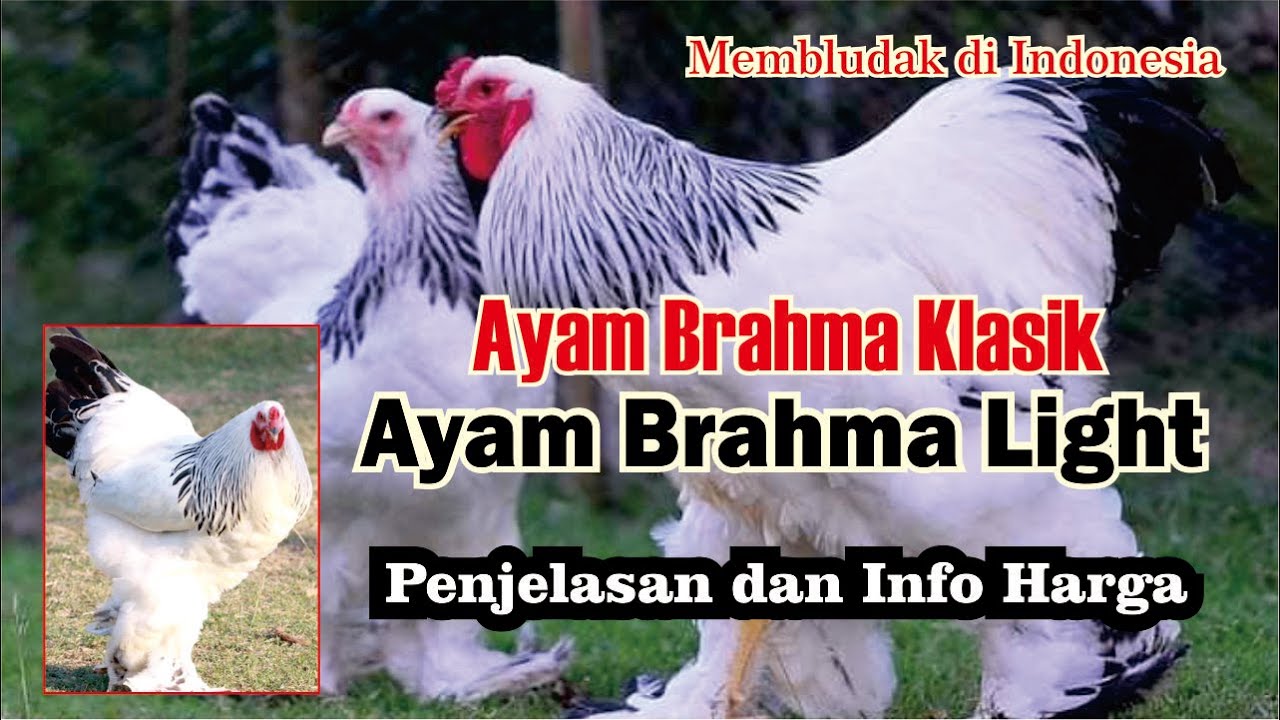 Detail Ayam Brahma Adalah Nomer 42