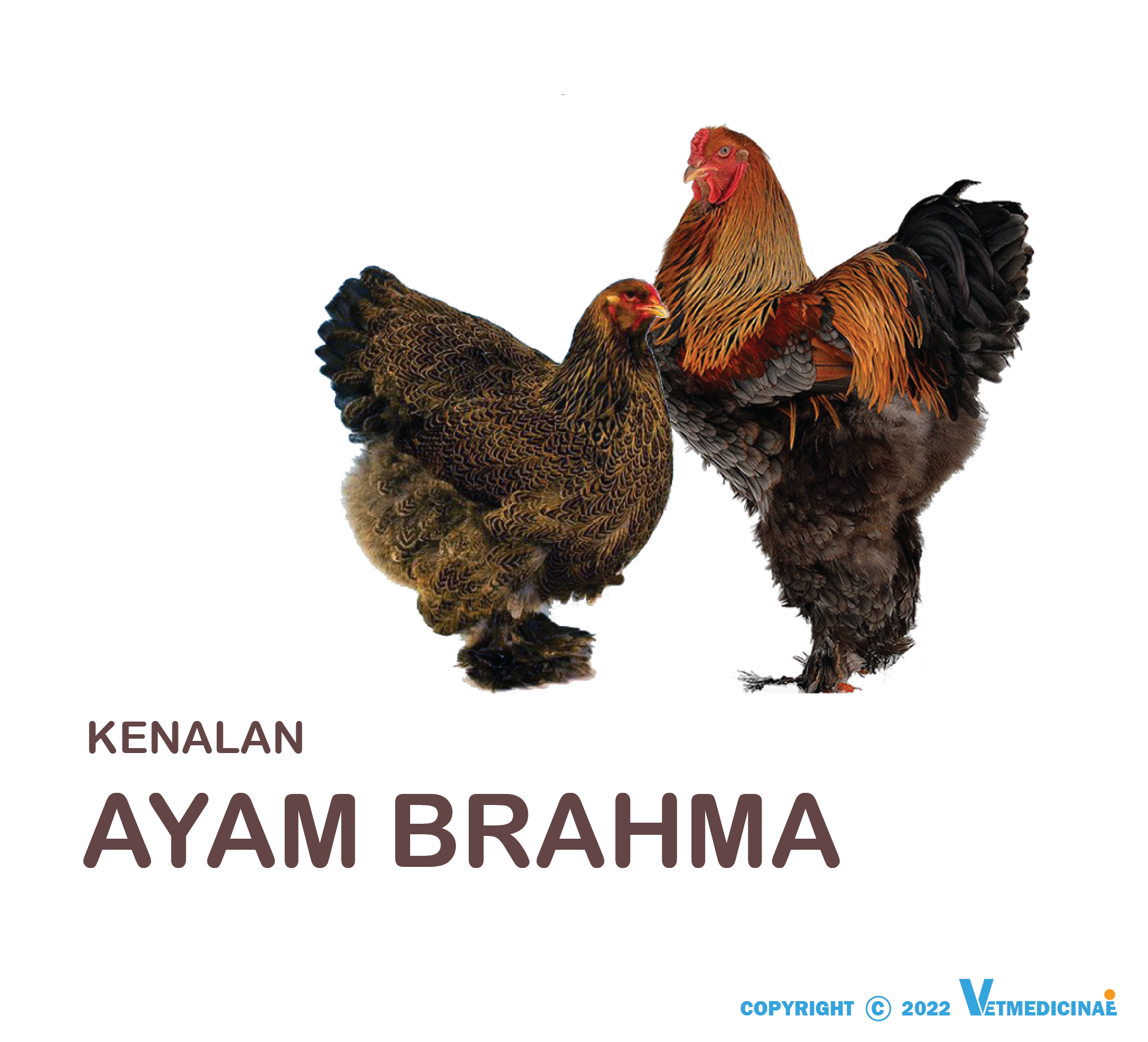 Detail Ayam Brahma Adalah Nomer 43
