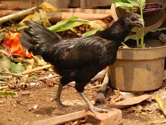 Detail Ayam Kuku Hitam Nomer 41