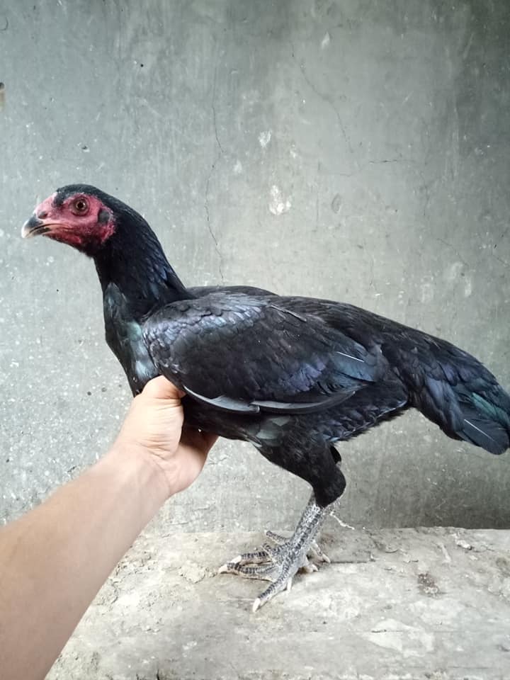 Detail Ayam Kuku Hitam Nomer 4