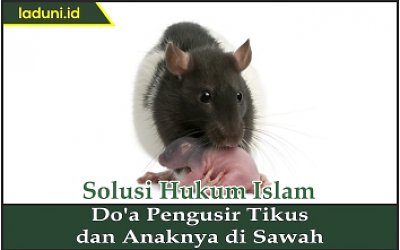 Ayat Alquran Untuk Mengusir Tikus Di Rumah - KibrisPDR