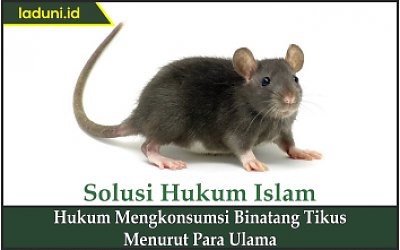 Detail Ayat Alquran Untuk Mengusir Tikus Di Rumah Nomer 24