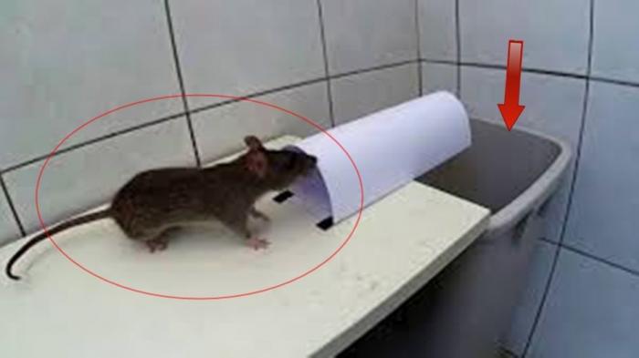 Detail Ayat Alquran Untuk Mengusir Tikus Di Rumah Nomer 42