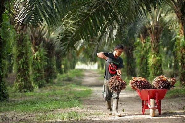 Detail Background Kelapa Sawit Nomer 30