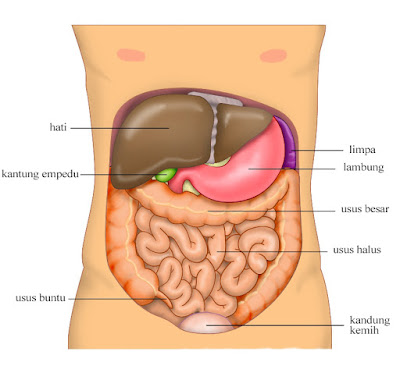 Detail Bagian Perut Manusia Nomer 29